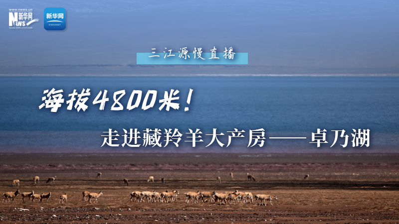 大美中國(guó)｜海拔4800米！走進(jìn)藏羚羊大產(chǎn)房——卓乃湖