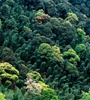 青海省持續(xù)開展大規(guī)模造林，國土綠化面積進(jìn)一步擴(kuò)大，省東部地區(qū)森林覆蓋率達(dá)32%高于全國平均水平