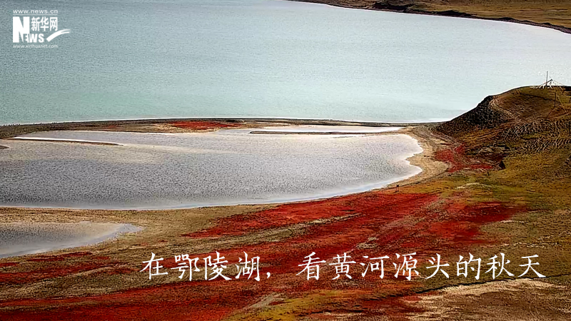 三江源慢直播丨在鄂陵湖，看黃河源頭的秋天