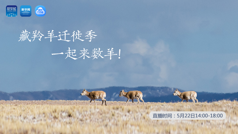 三江源慢直播丨藏羚羊遷徙季 一起來數(shù)羊！